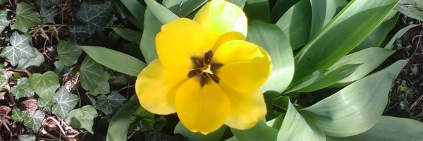 sangsur35 Profile Banner