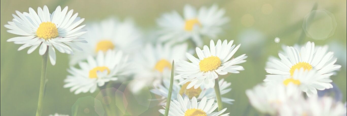 sota_library's profile banner image