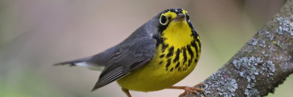 JeffSmee Profile Banner