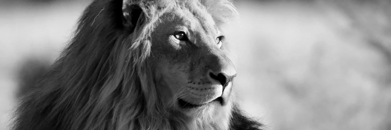 RaulToledanoS's profile banner image
