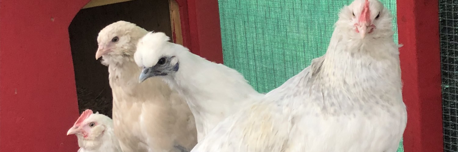 castlemeadow's profile banner image