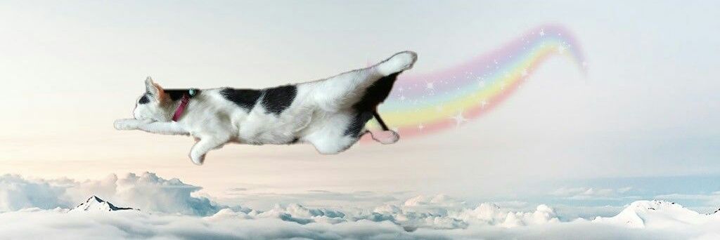 anetropus's profile banner image