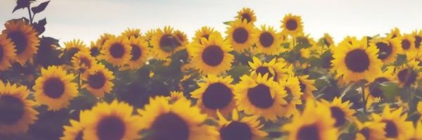 Fezzywick's profile banner image