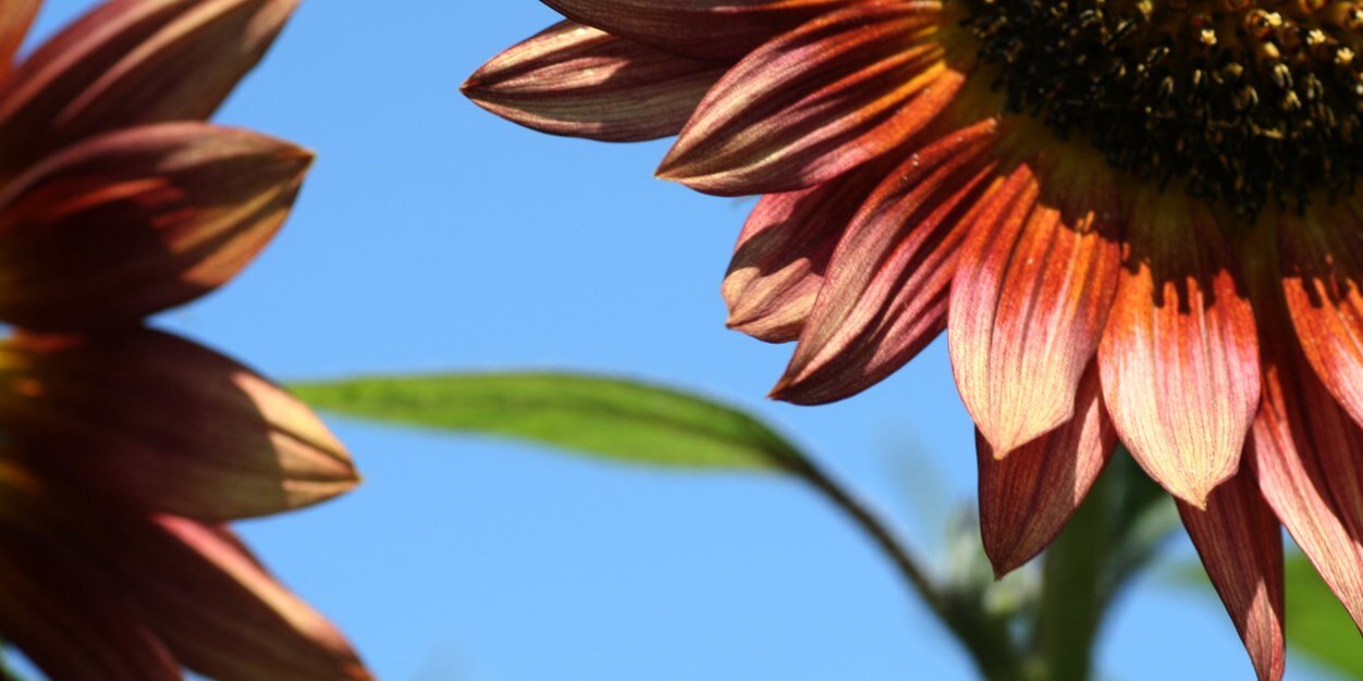 Permaculture Partners banner