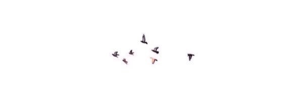 arauilla's profile banner image