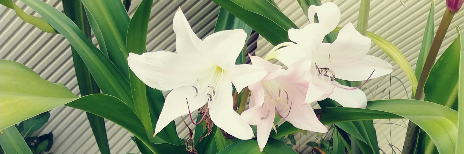 kingauth's profile banner image