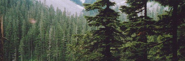 Істеричка Ігуана banner