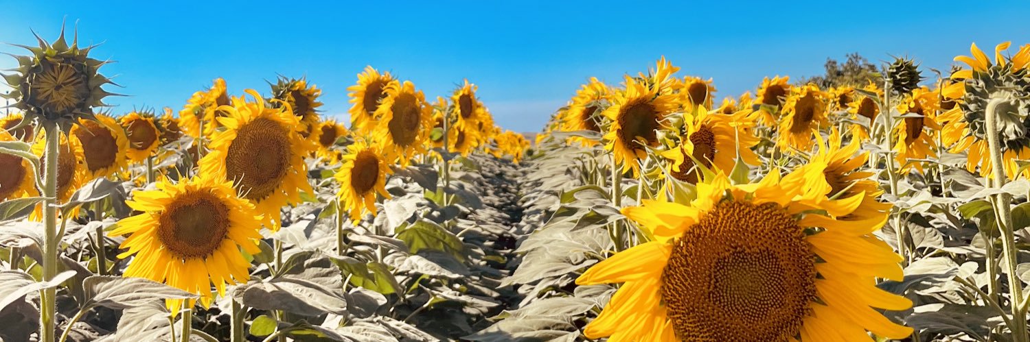 ToygarHulya's profile banner image