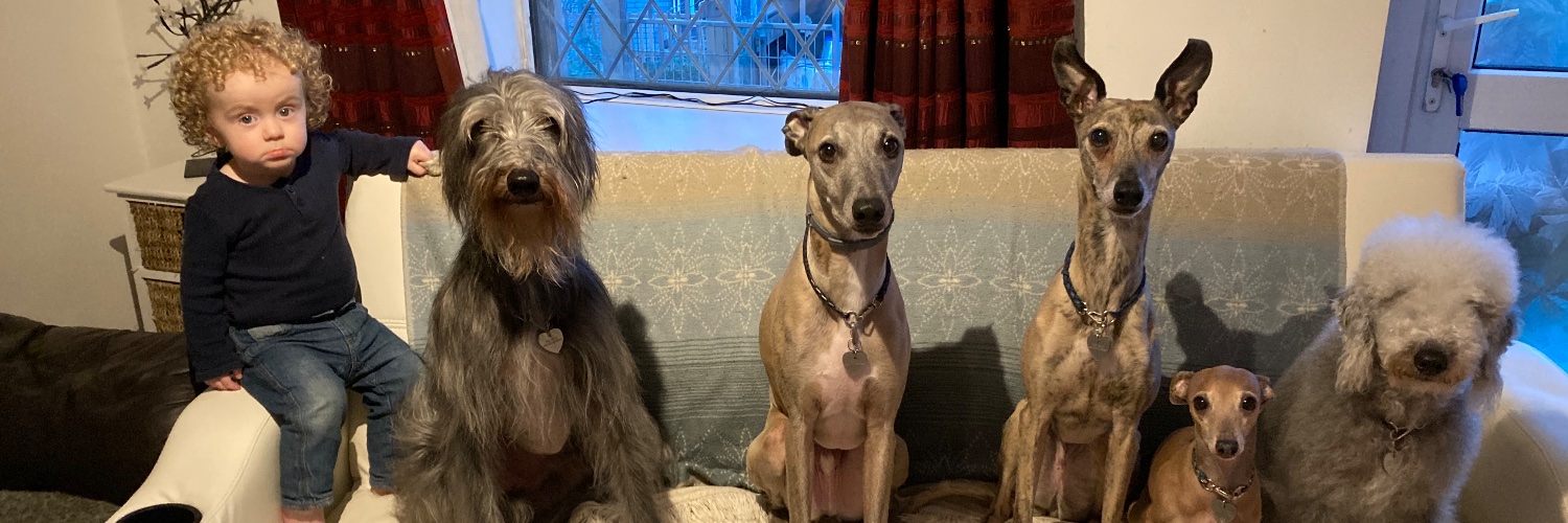 GeorgeHounds's profile banner image