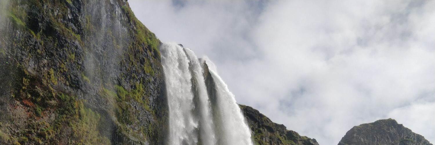 Professor Macaw banner