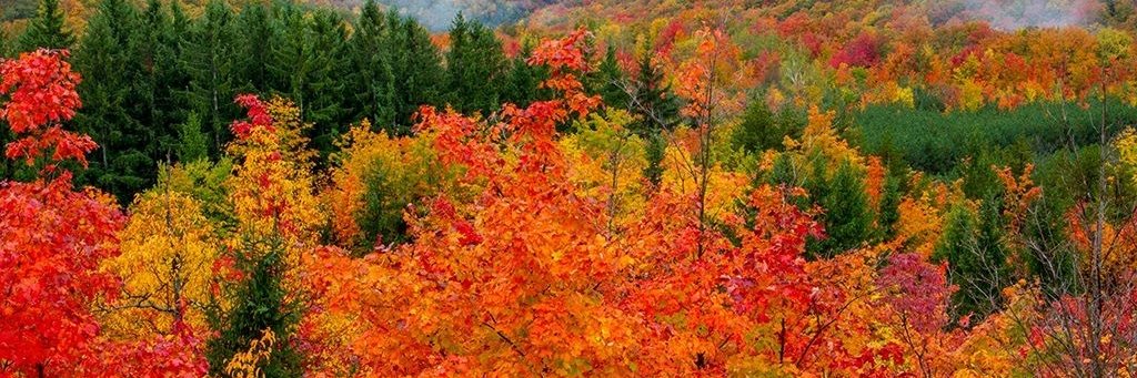 Jill Berkeley banner