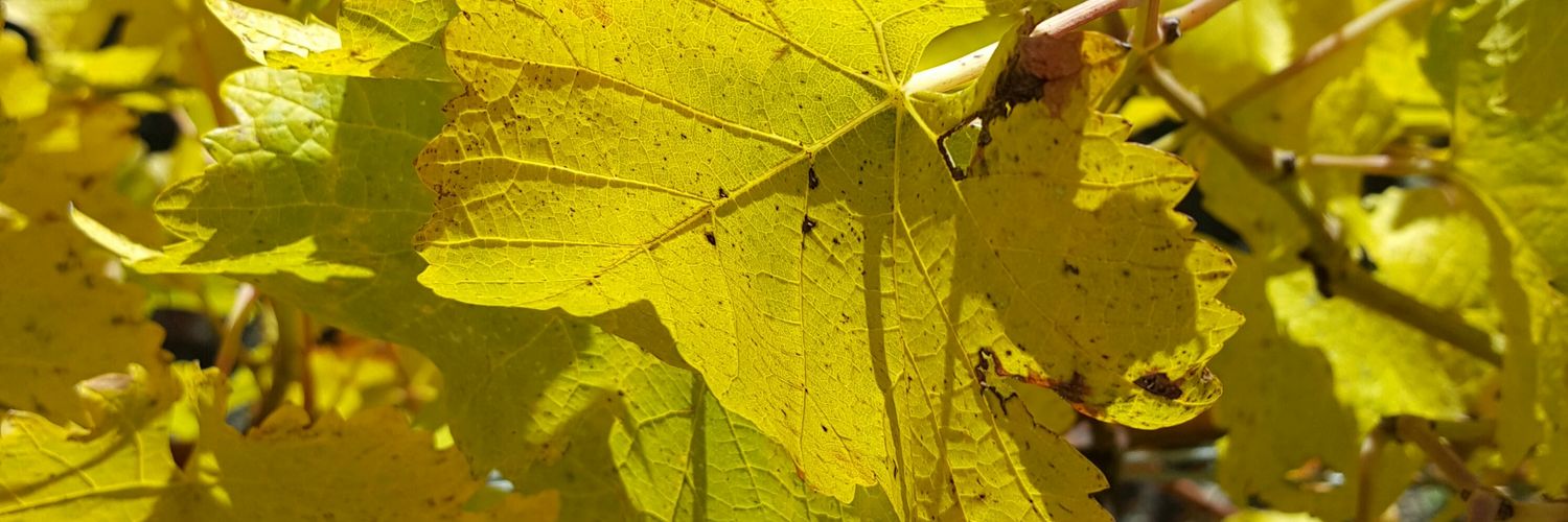 rob_ruggiero's profile banner image