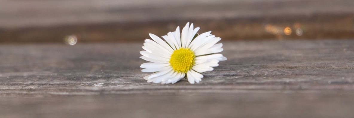 Fanni_cac's profile banner image