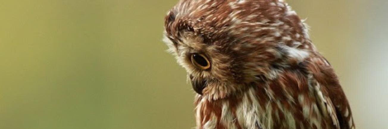 dit_sindii's profile banner image