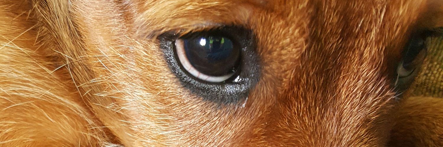 kbelop's profile banner image