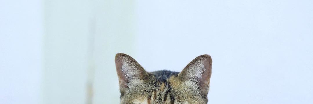 onarissara's profile banner image