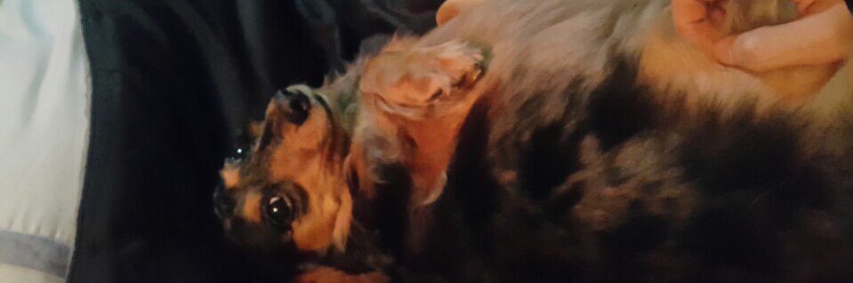 syugadaddy's profile banner image