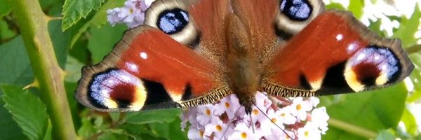 365DaysWild Profile Banner