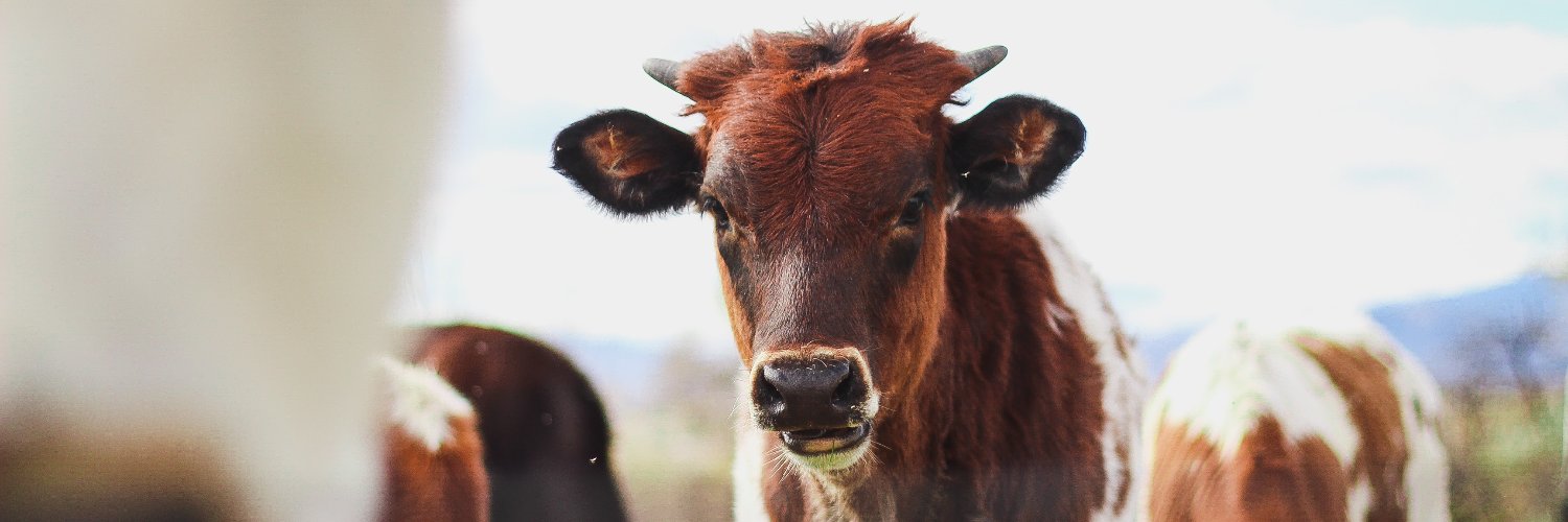 Animal Justice's banner