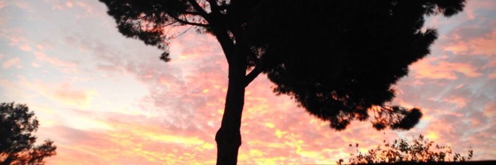 concha_salas's profile banner image