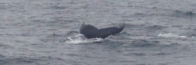 Lathoumétie 🇫🇷🇪🇺 banner