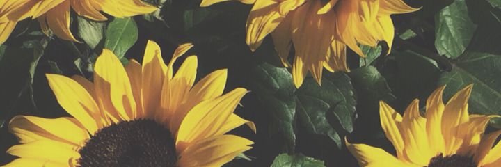 dwtnt09's profile banner image