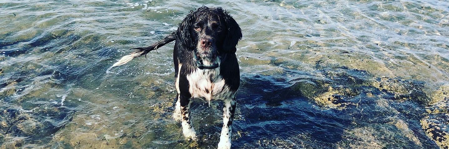 Sara T (she/her) banner