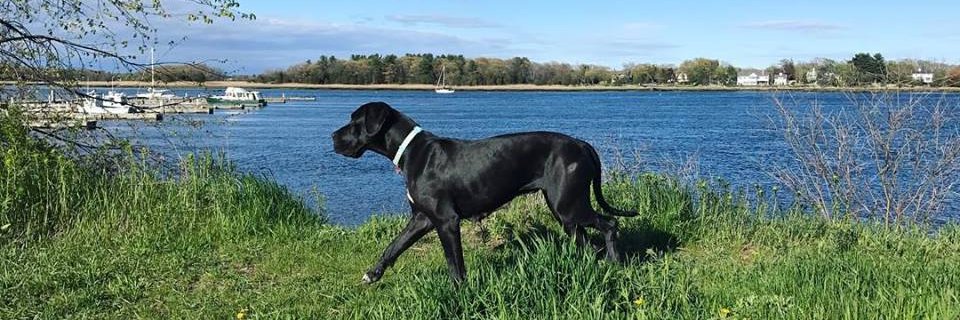 Service Dog Project banner