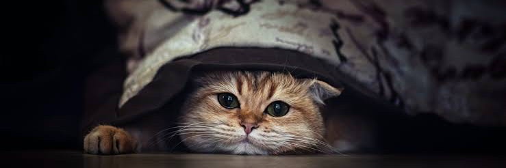 Fat Freddy's Cat banner