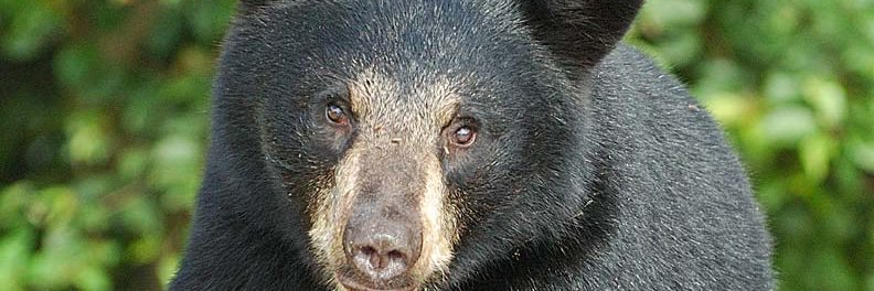 Shonna’s Thaw 🌱 🇨🇦 (she/her) banner