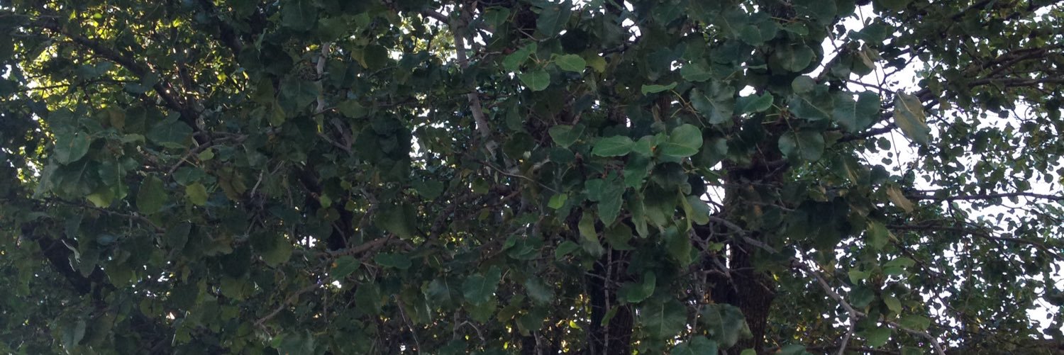 ColetteTheTree's profile banner image