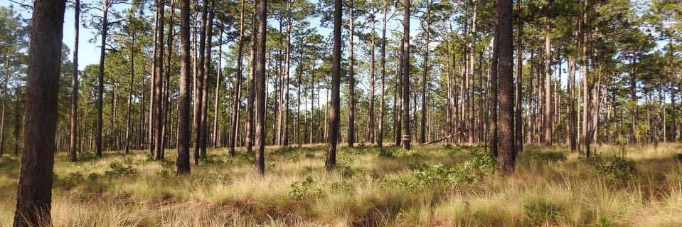 Lauren D. Pharr 𓅪 banner