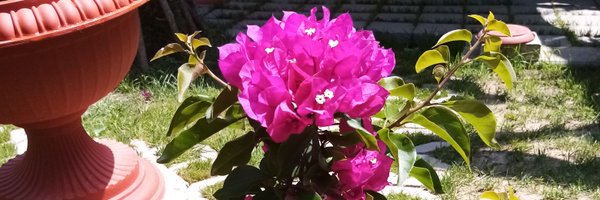 zoricaboskovic3 Profile Banner