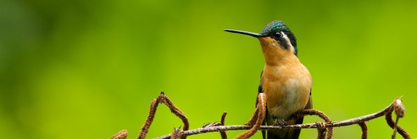 billread Profile Banner