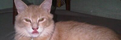 SmallTheReny's profile banner image