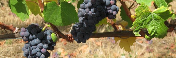 MonksGate_Wines Profile Banner