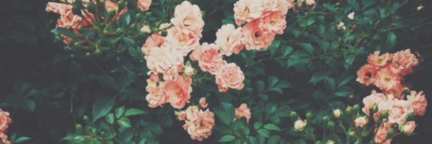 Lissedewitte's profile banner image