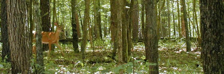 AllCreaturesDotOrg banner