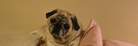 Tanfox13's profile banner image