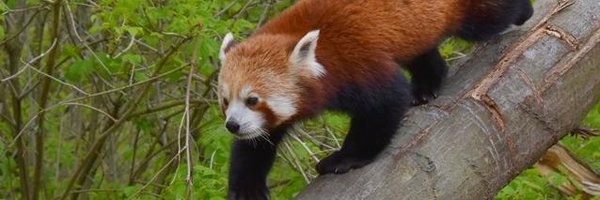 GaiaZOO Profile Banner