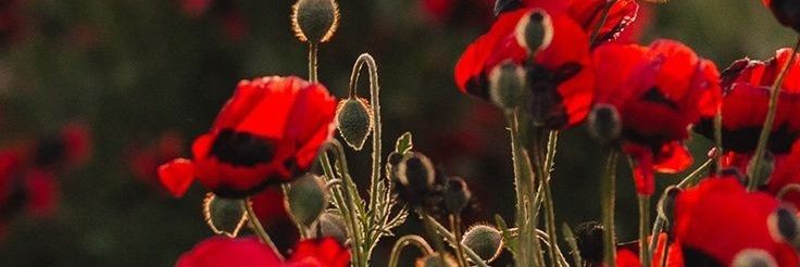 cas_pre's profile banner image