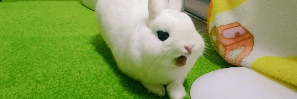 🐰ゆき🤤やこ banner