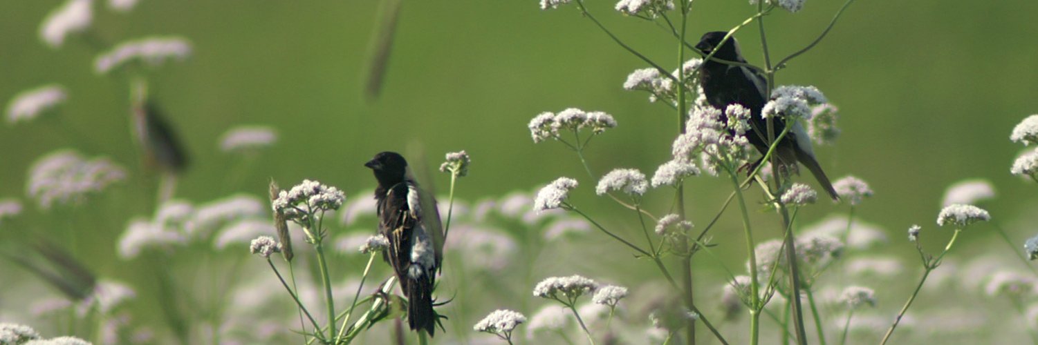 obcibirds's profile banner image