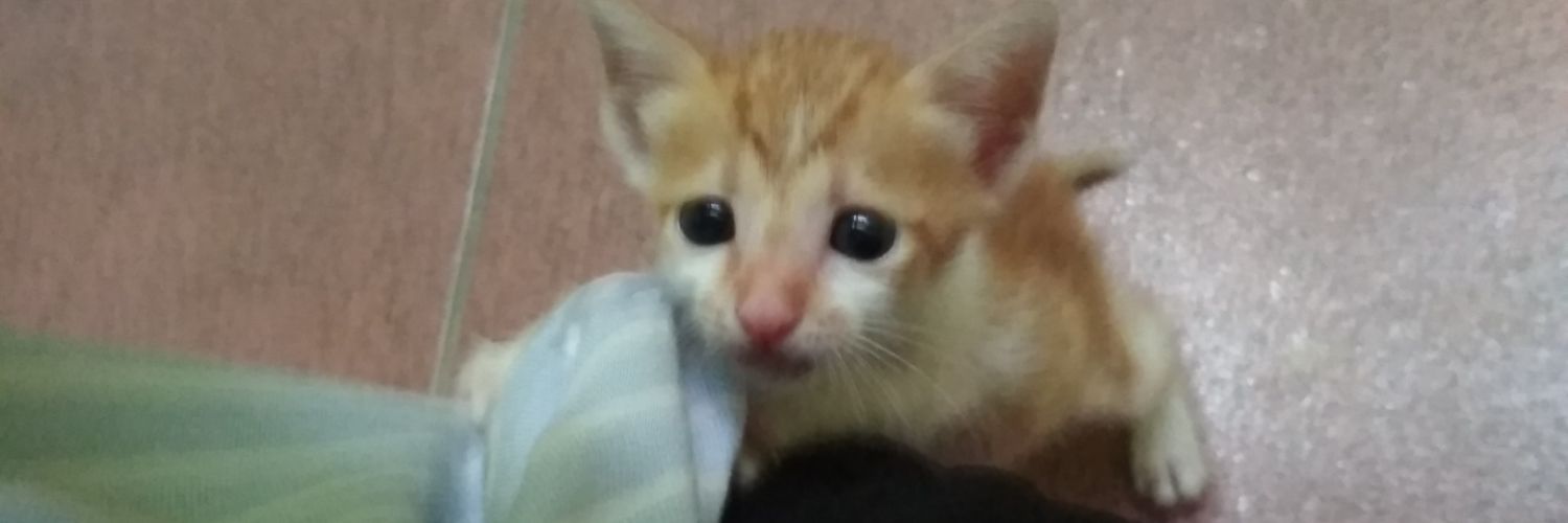 dis dis disco lazy time banner