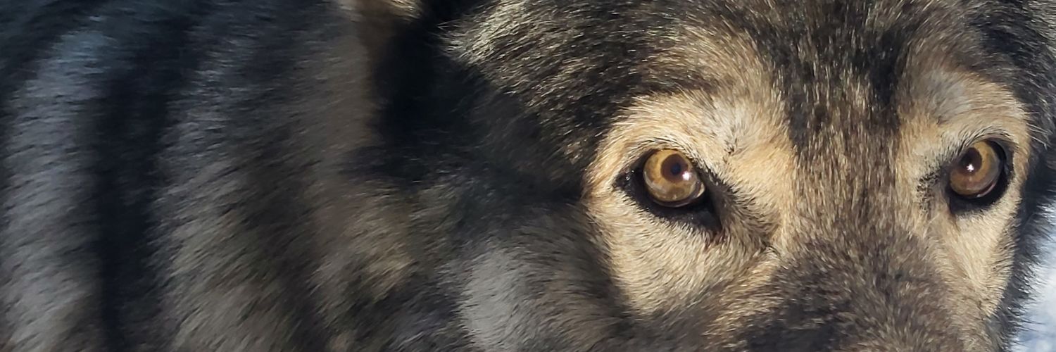 Awoo Expert 🔎 banner
