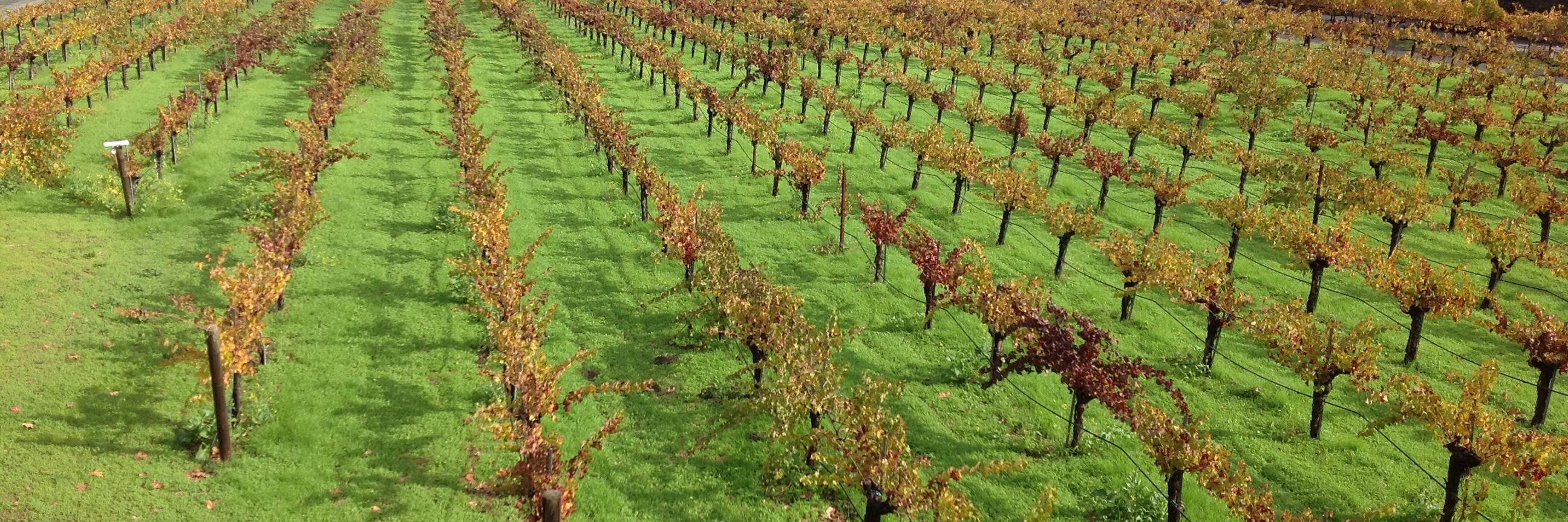 WineDigginDaddy's profile banner image