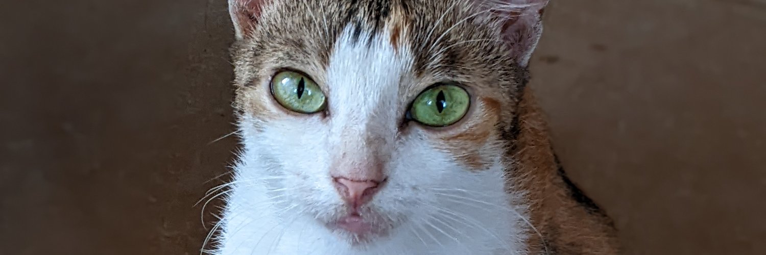 AbbyBaylow's profile banner image