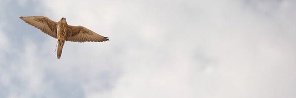 iDlaim Profile Banner