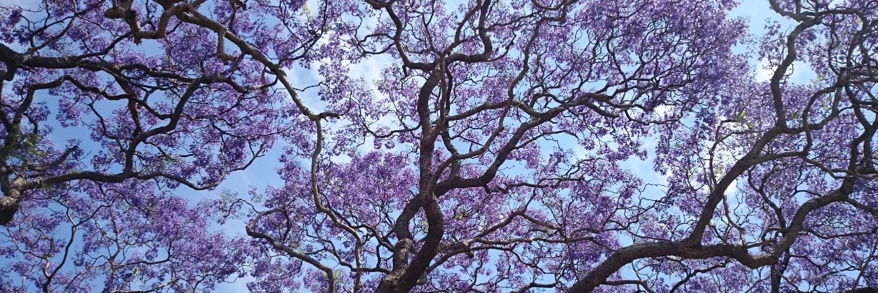 Dr Stefanie Vaccher banner