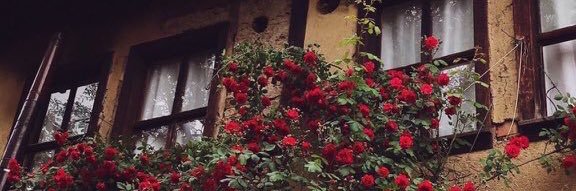 n_8256's profile banner image